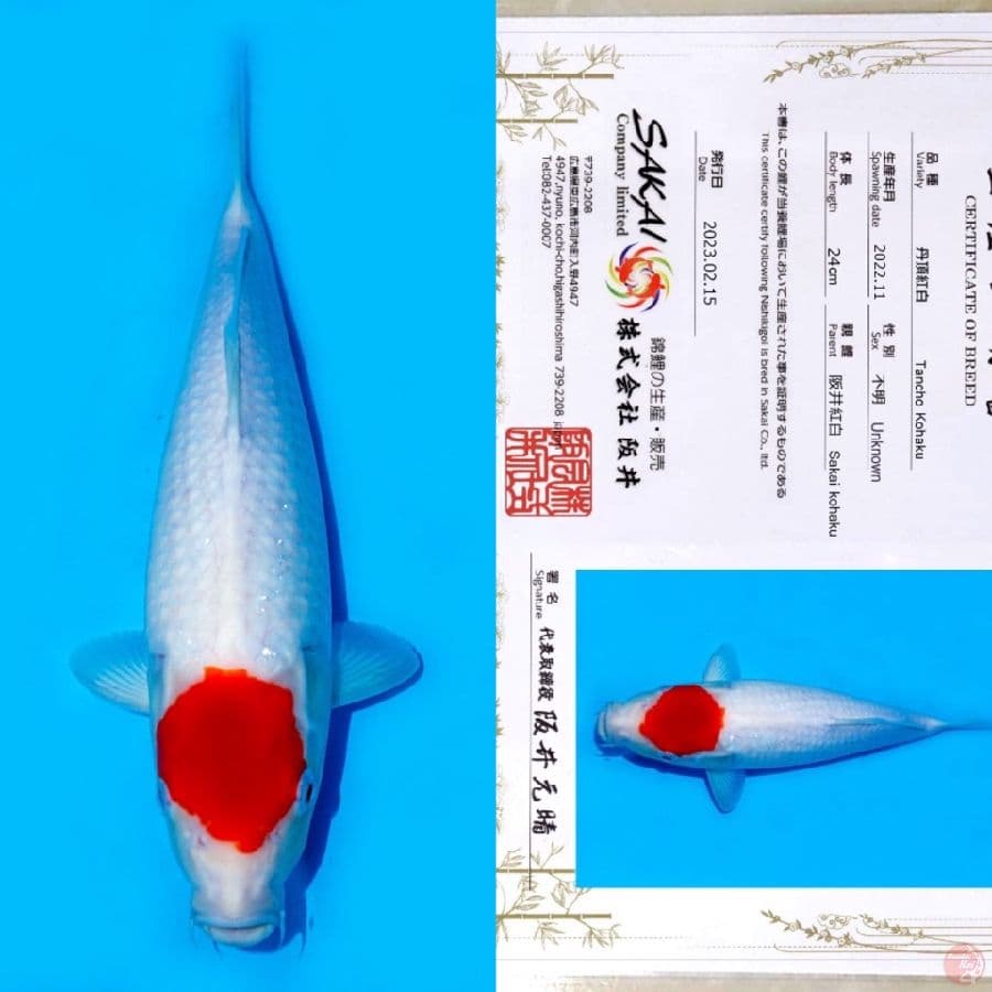 SAKAI TC KOHAKU SQ 40BU
