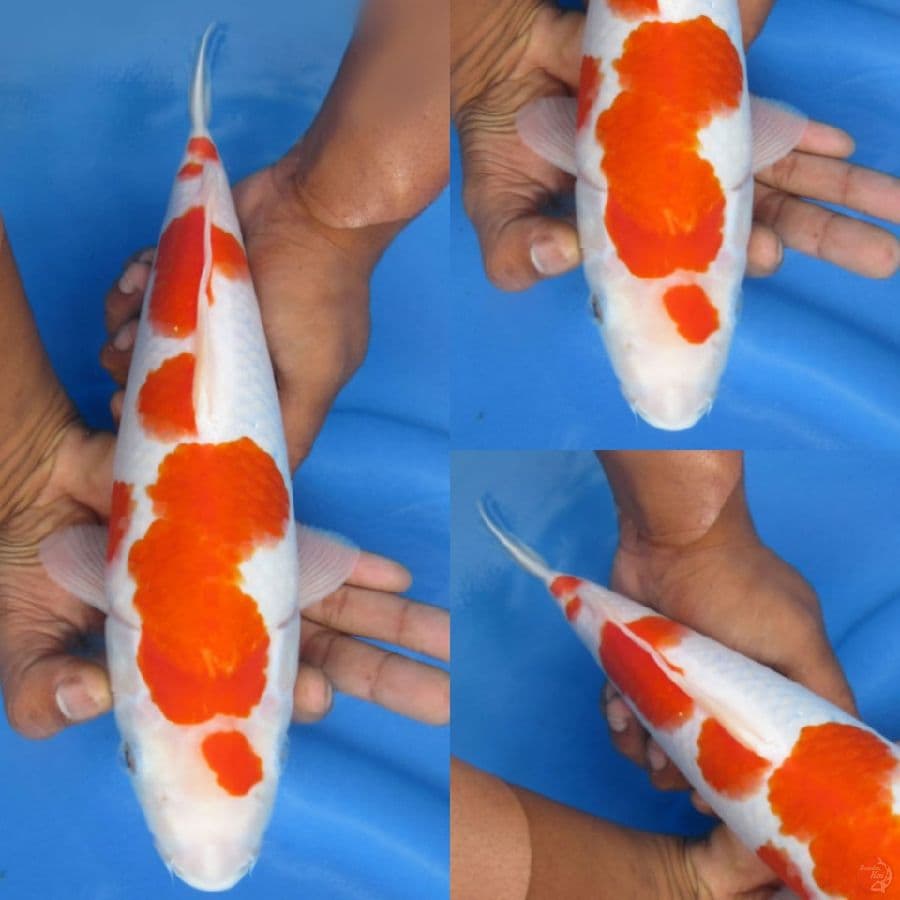 Kohaku ori , 32cm