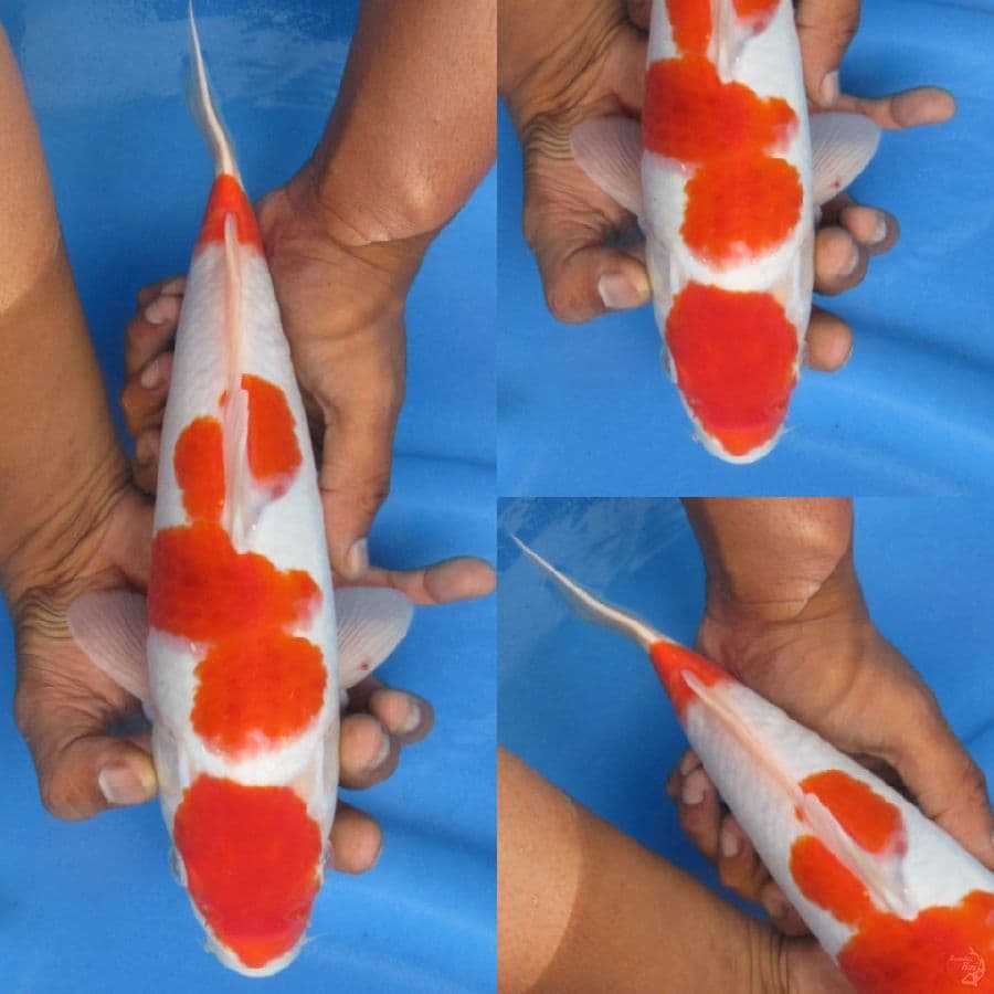 31cm, Maruten kohaku ori
