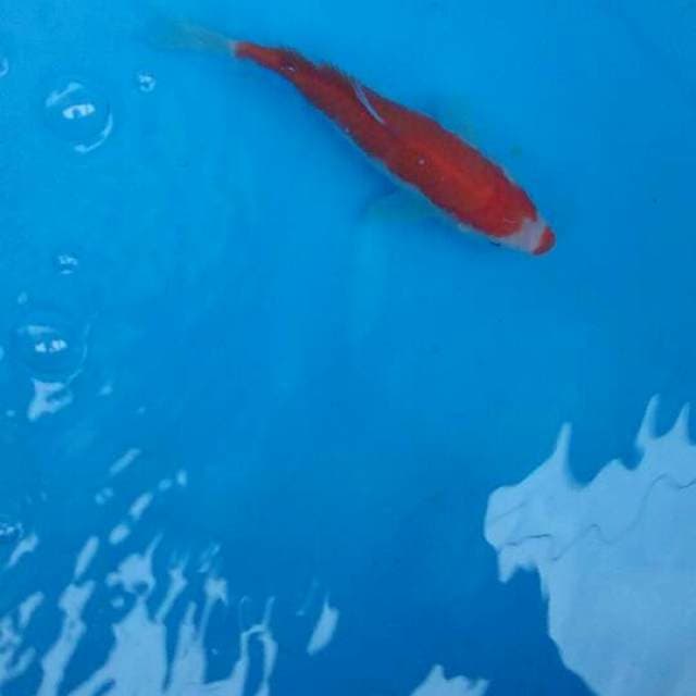 Kohaku