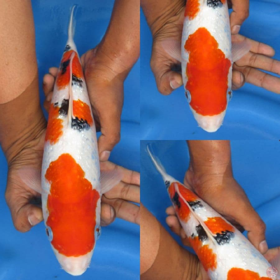 Male bulky sanke ginrin , 30cm