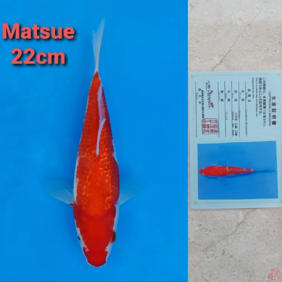 MATSUE KOHAKU GINRIN 22CM SERTI