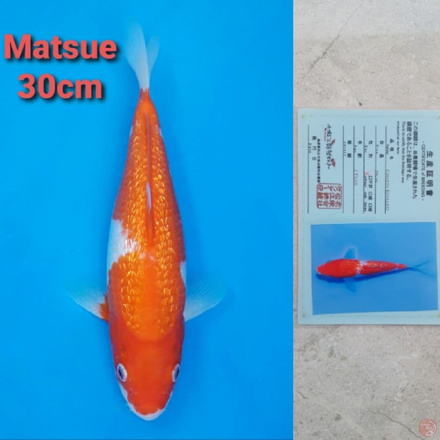 MATSUE KOHAKU GINRIN 30CM SERTI