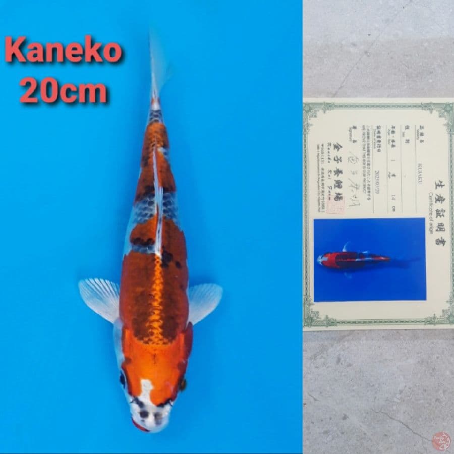 KANEKO KUJAKU 20CM SERTI