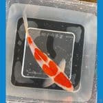 KOHAKU HQ 20CM