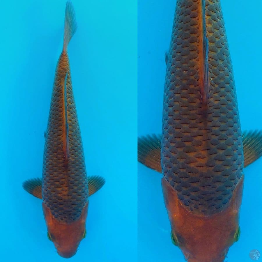 30Bu punuk bred Madina aziz