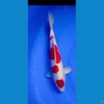 MURAY KOIFARM - KOHAKU MALE 37 CM HQ