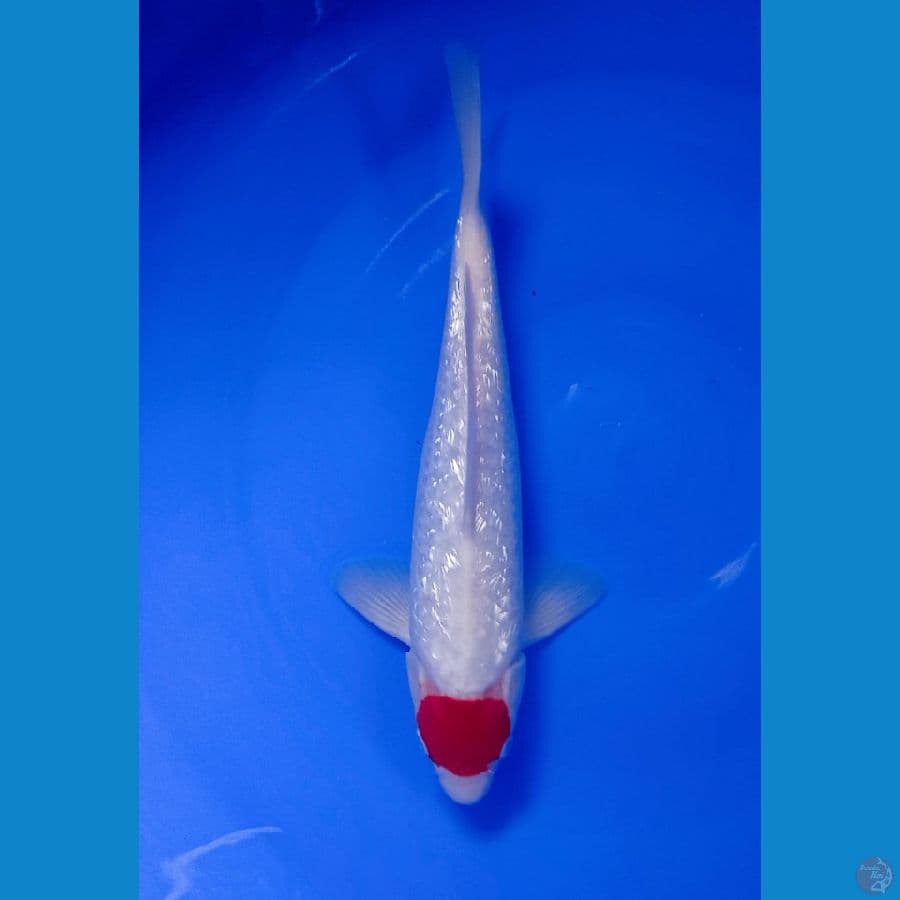 Tancho KOHAKU GINDRIN 34 cm