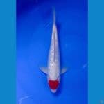 Tancho KOHAKU GINDRIN 34 cm