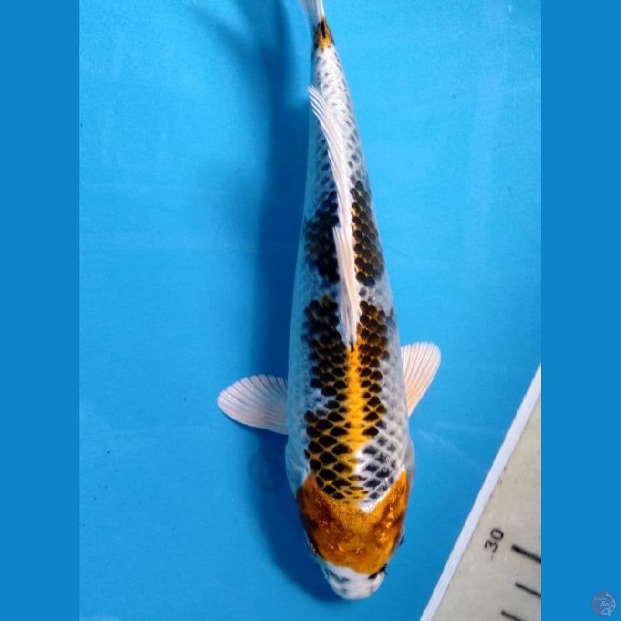 kujaku 21 cm ring cakep