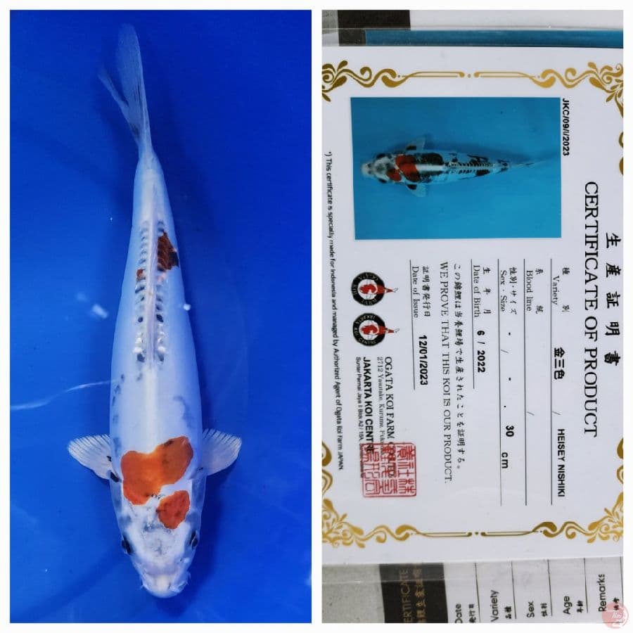 35cm import doitsu murni