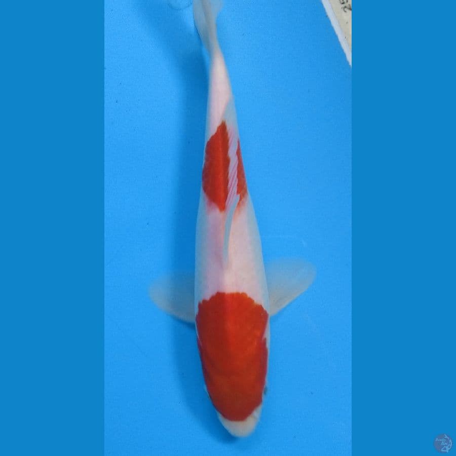 kohaku 2step 21cm