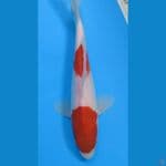 kohaku 2step 21cm 