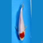 tancho kuhaku 21cm ory