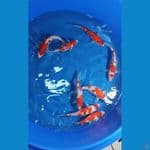 Mix Kohaku Sanke 25-30bu
