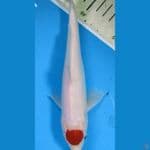 tancho kuhaku 20 cm catt