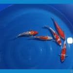 Kohaku 20Bu