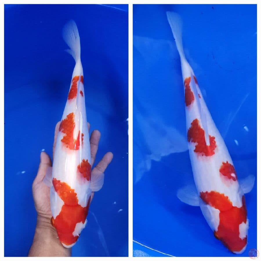 35cm kohaku MUNUK