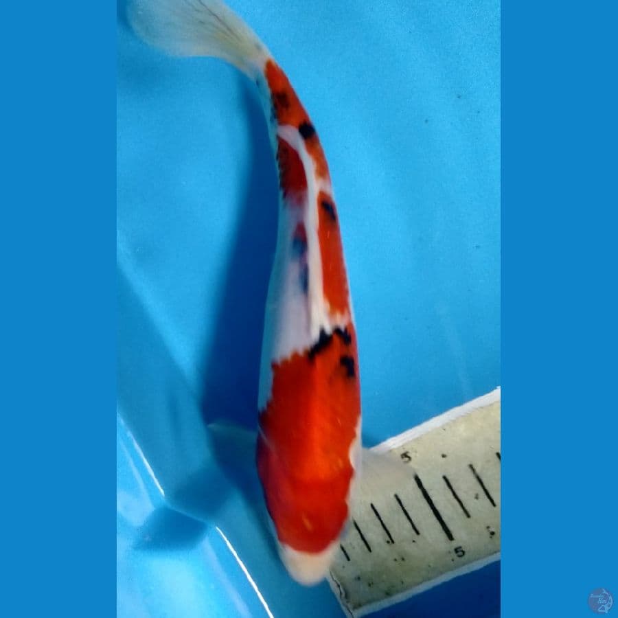 sanke 22cm body cakep