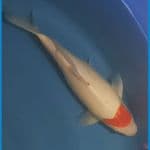 tc Kohaku Super Bulky AkF 31cn