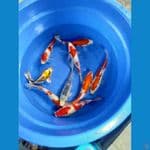 paket borongan 8ek uk 23-26cm