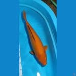 karamel 50cm female