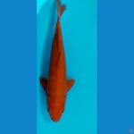 CAGOI MERAH BATA 