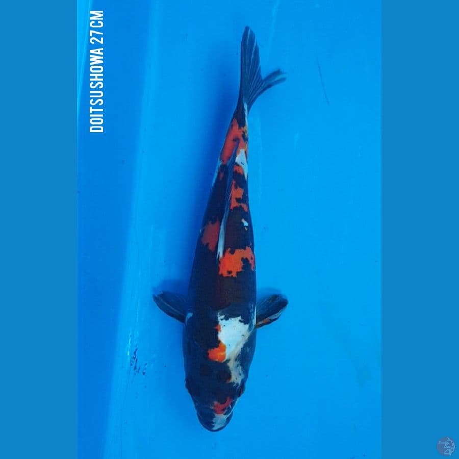 27/F SHOWA
Doit Murni, Jumbo Tosai