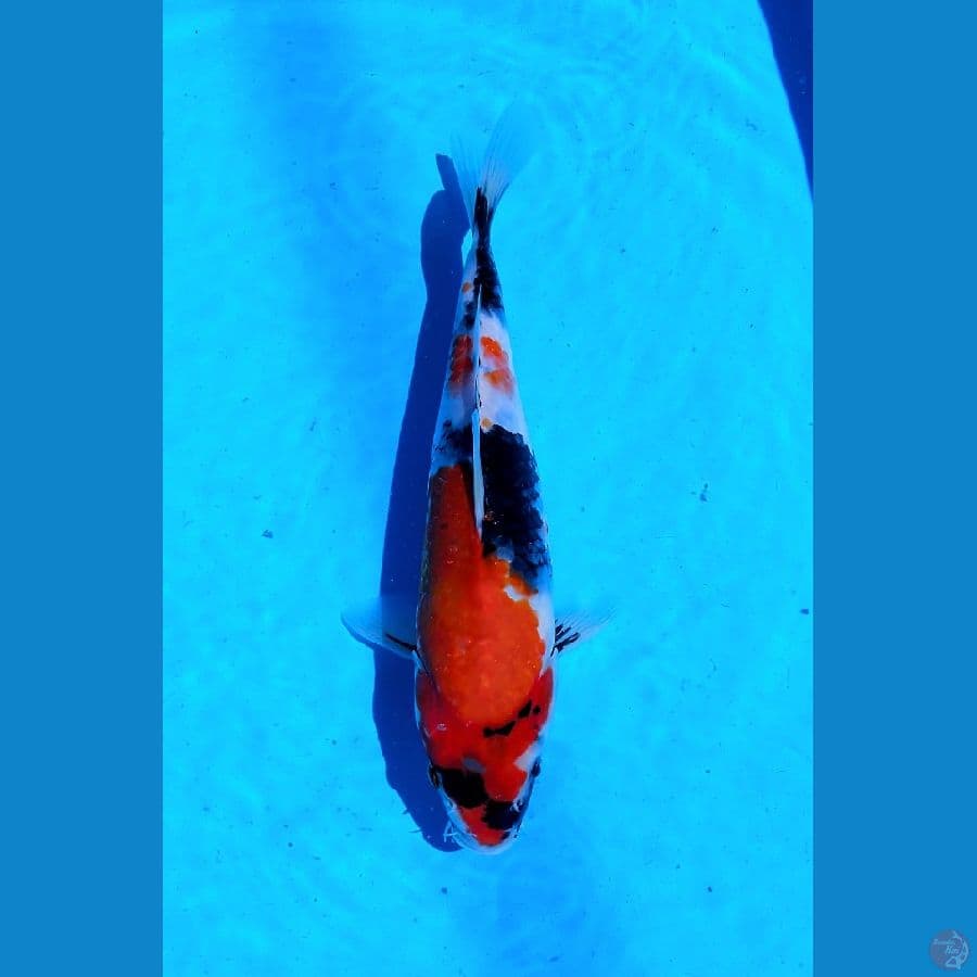 KOI LOKAL SIDOARJO * SHOWA 28 CM 