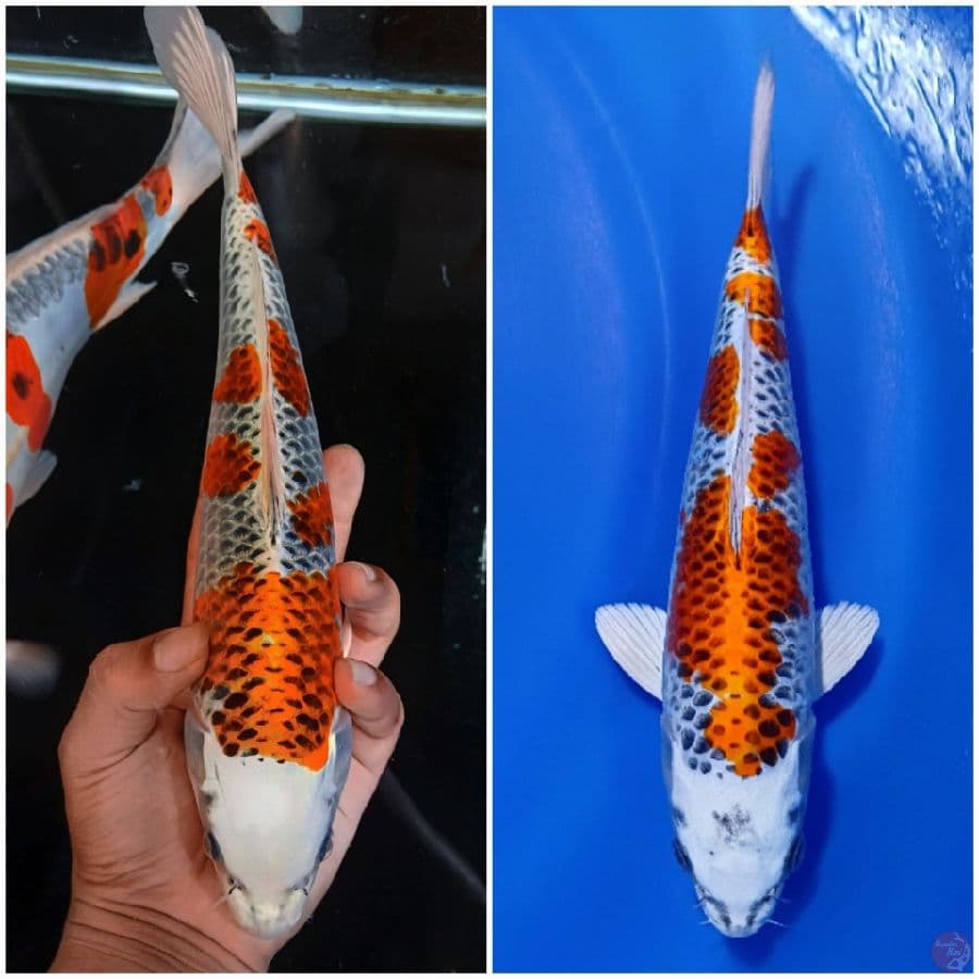 KUJAKU BAHAN KEEP 29_30CM 