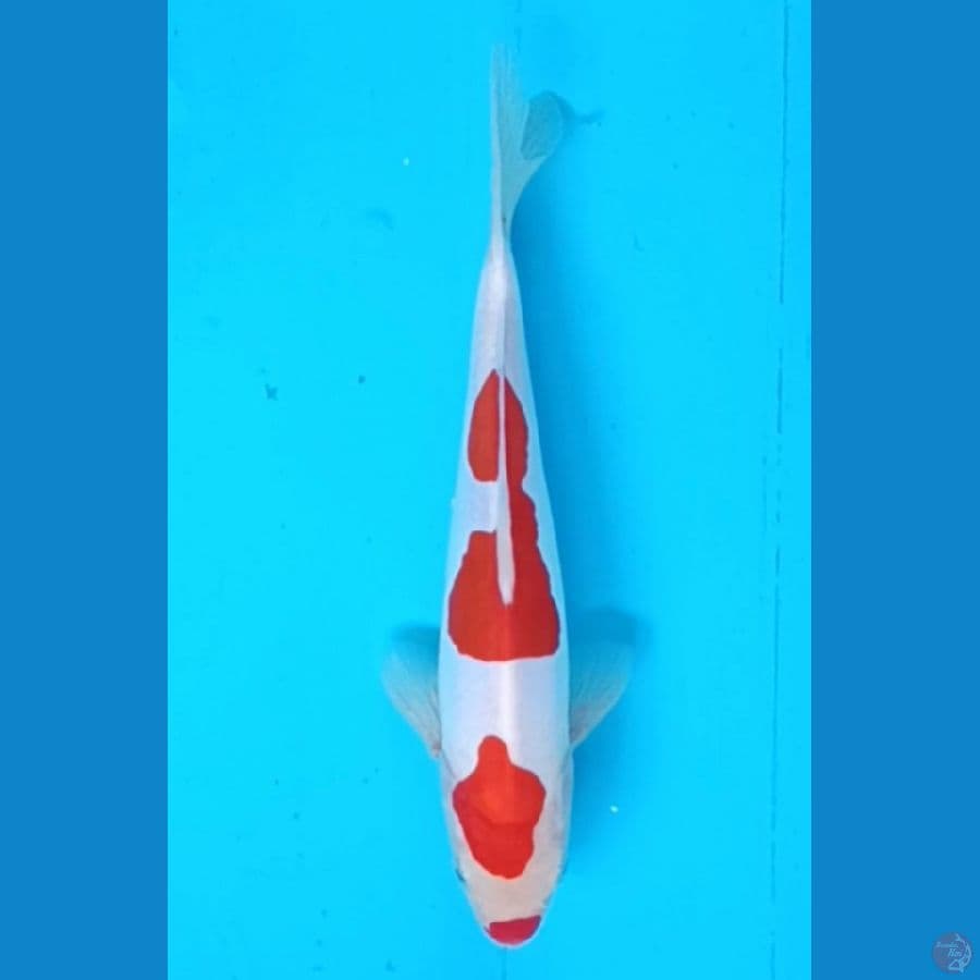 Doitsu kohaku 24 cm/m