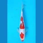 Doitsu kohaku 24 cm/m