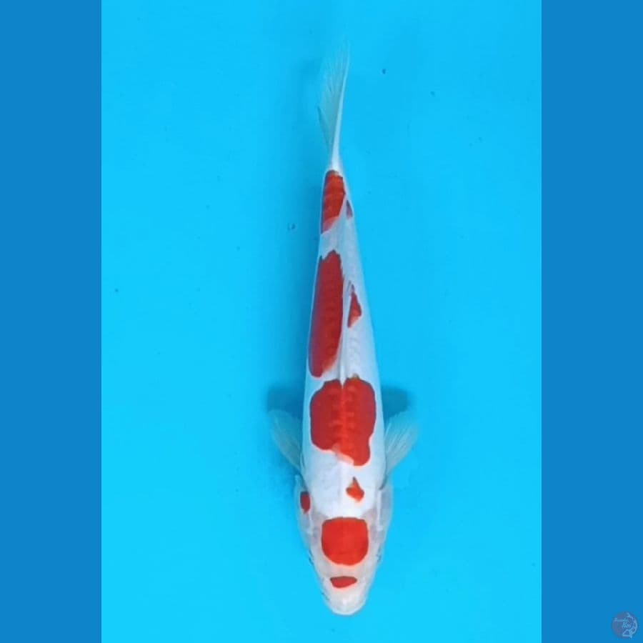 Doitsu kohaku 28 cm/fm