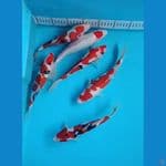 original Doitsu 25-26 cm