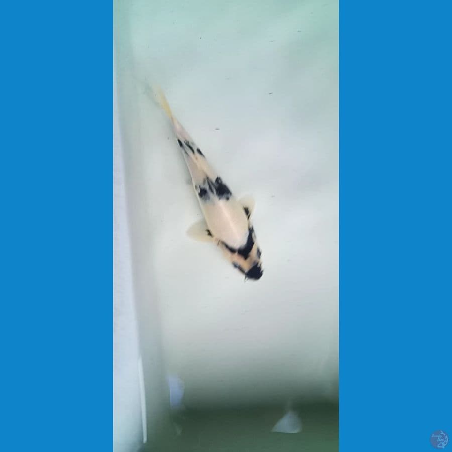 siro