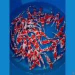 50 EKR 20-25 kohaku 