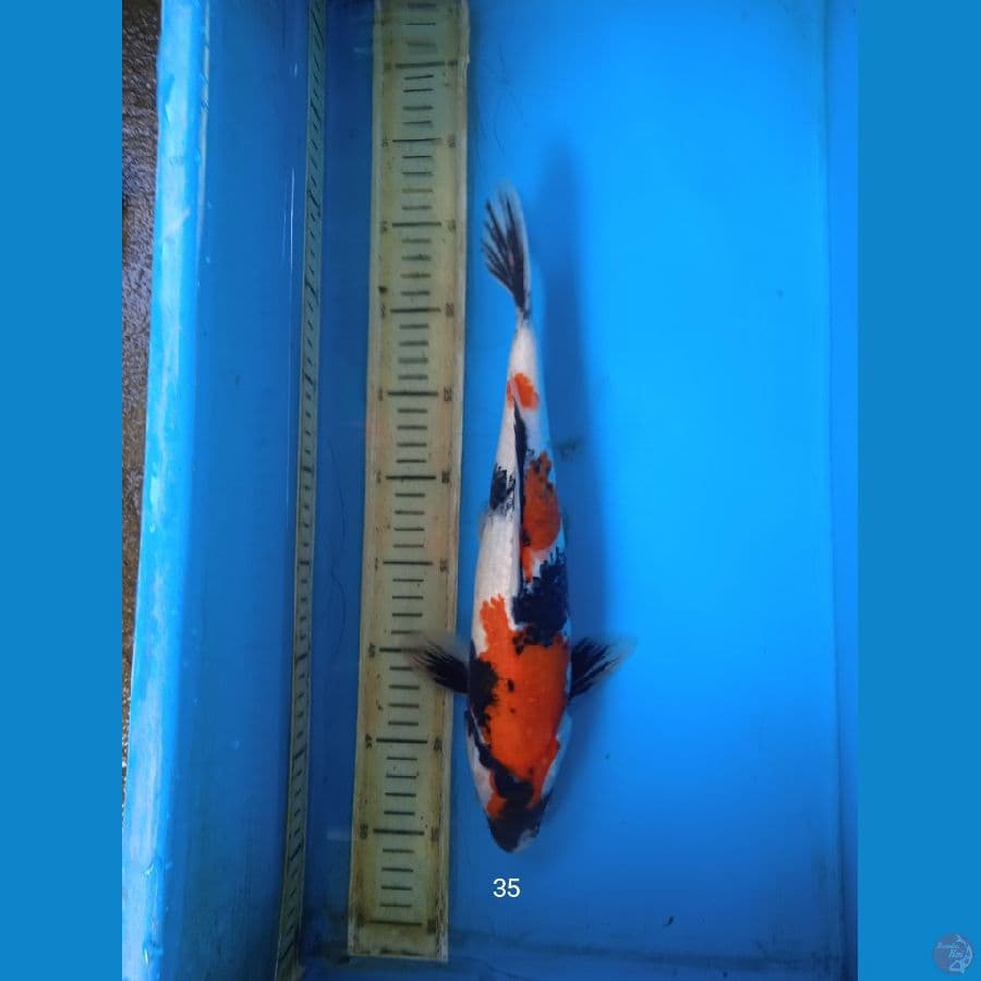 showa 35cm