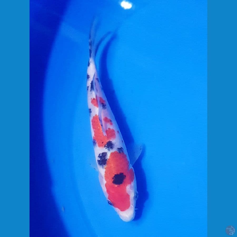 19cm SANKE ORI