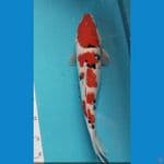 Sanke 36cm