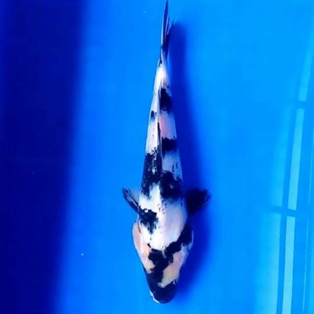 Shiro