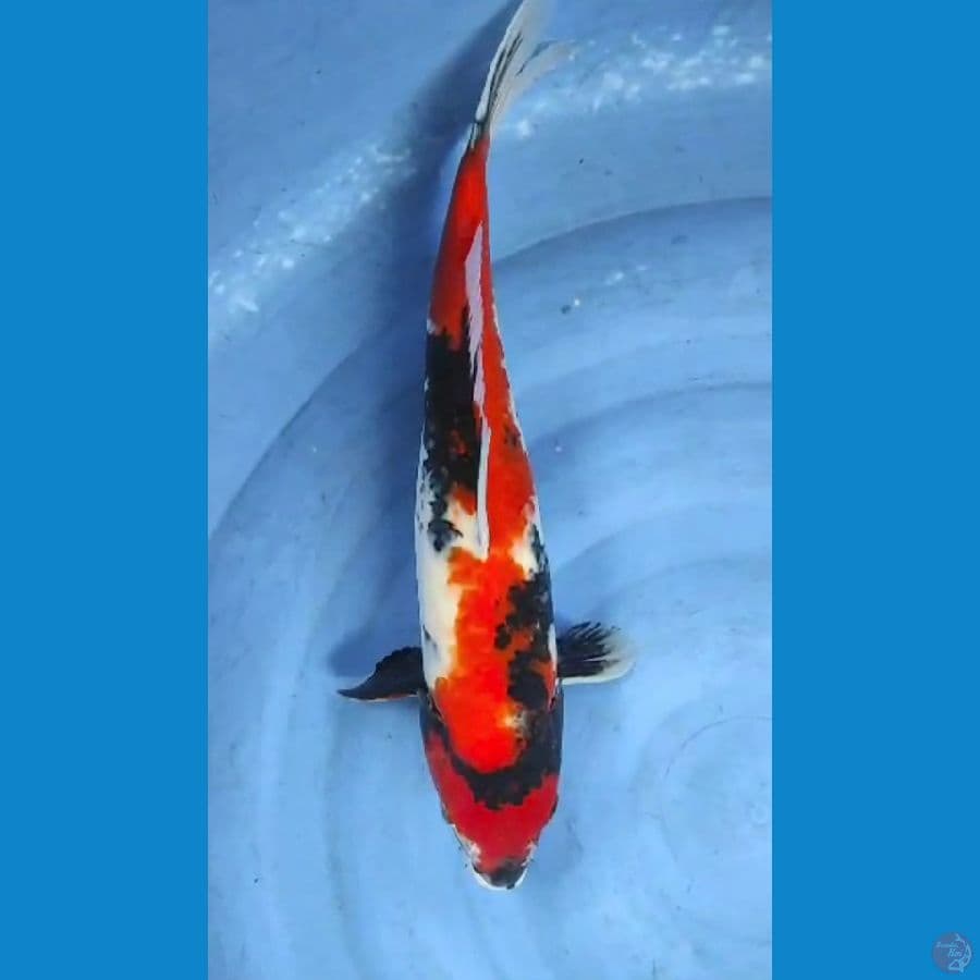 showa 44cm