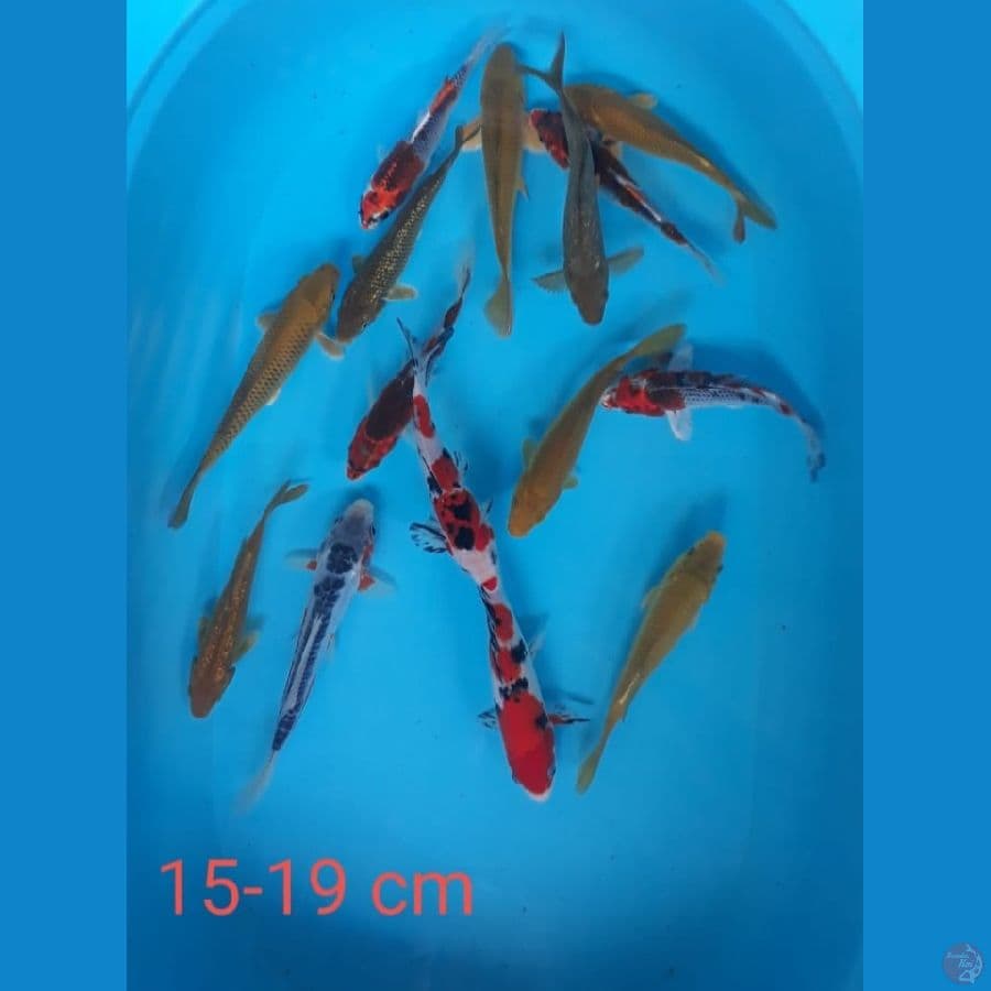 15-19cm 15Ekor mix Joss