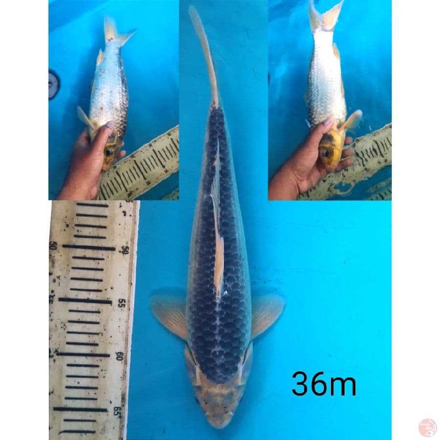 Asagi, 36cm male