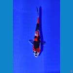 Showa Sq 20 cm