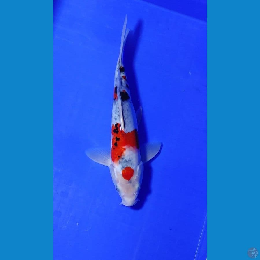 showa tategoi 30 cm