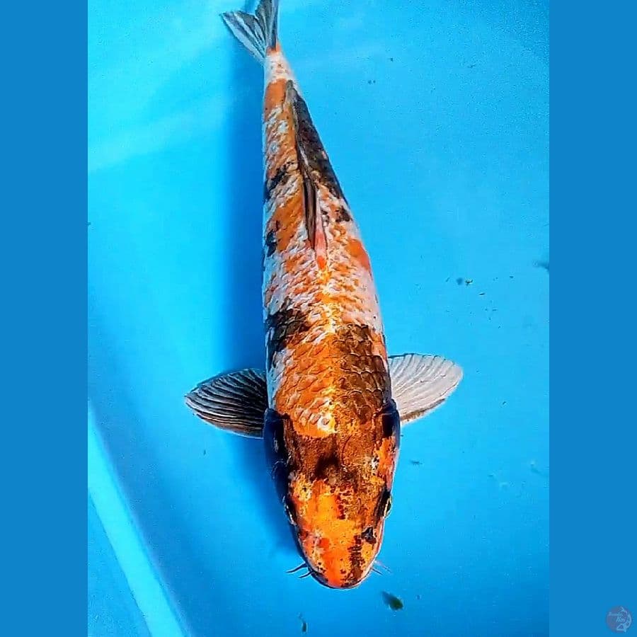50 bu/49 cm jumbo kin ki showa male