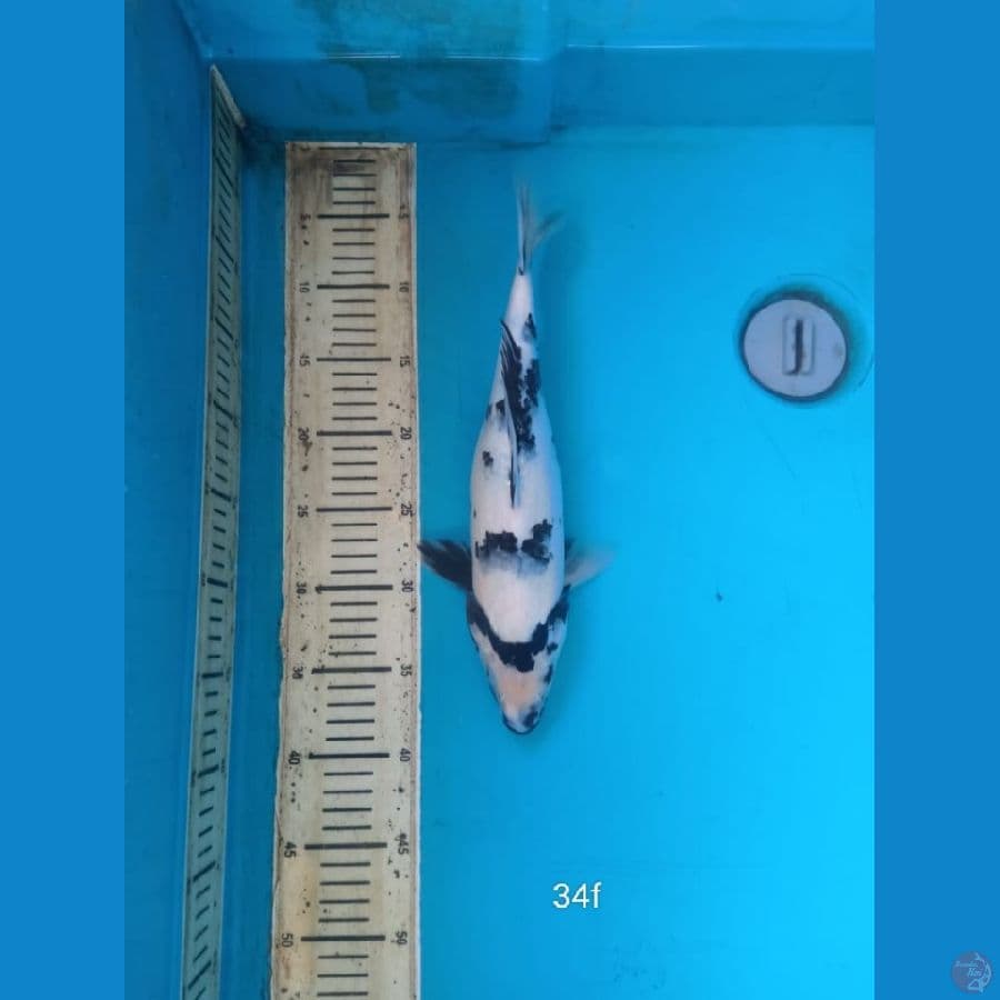 shiro 34cm F