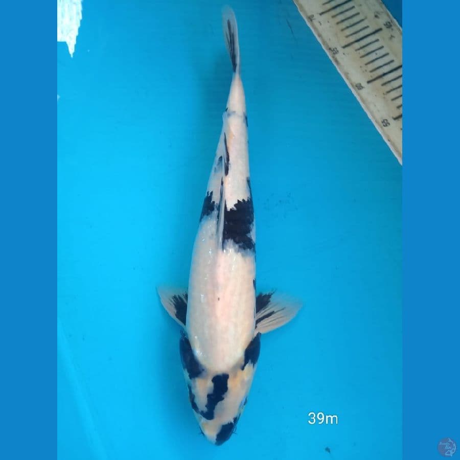 shiro 39cm M