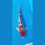 Kojaku merah 30 cm Male