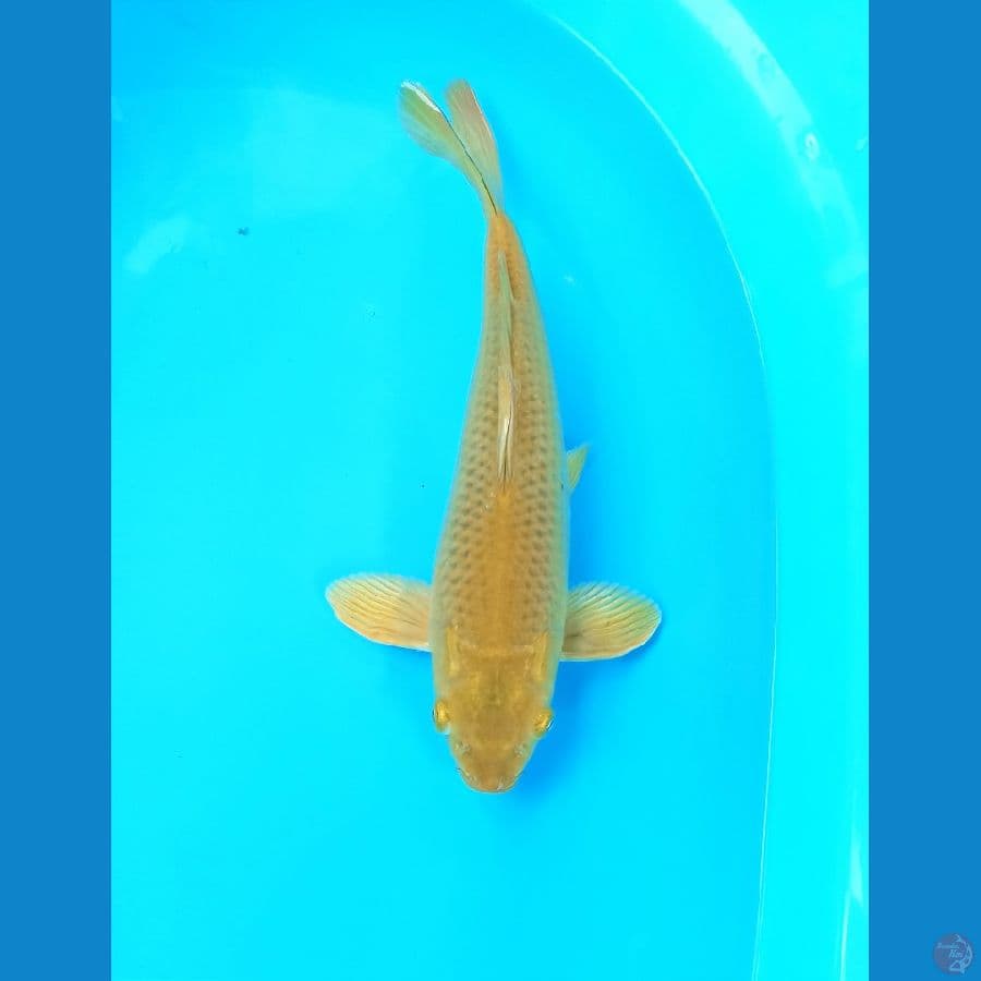 Midorigoi 31cm
